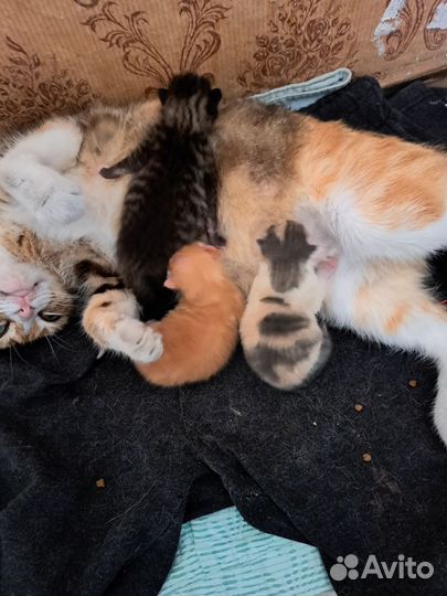 Котята в добрые руки бесплатно