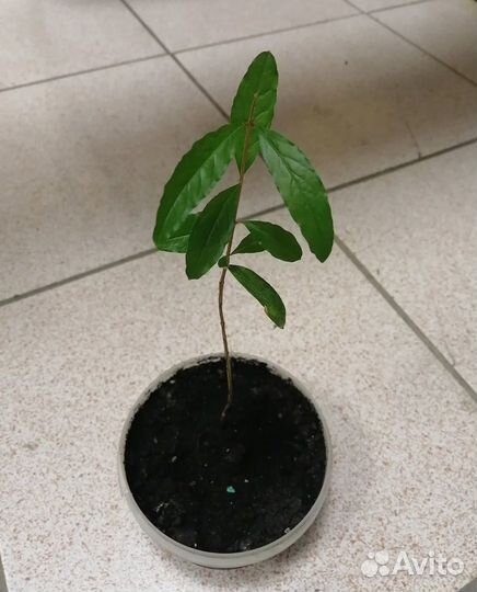 Саженцы граната комнатного