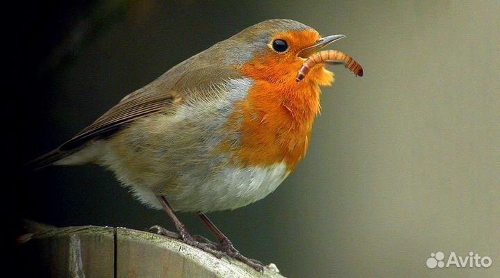 Мучной червь