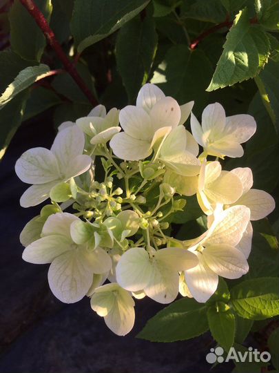 Гортензия метельчатая Даймонд Руж