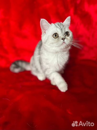 Серебристая шиншилла котенок