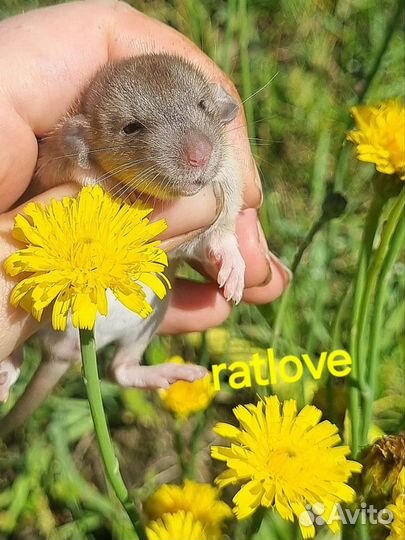 Крысята дамбо малыши на июль