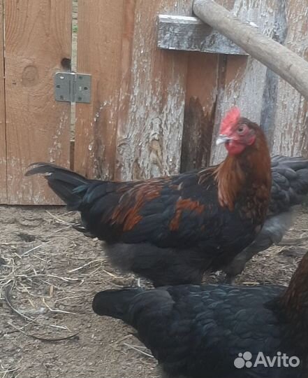 Молодые петухи