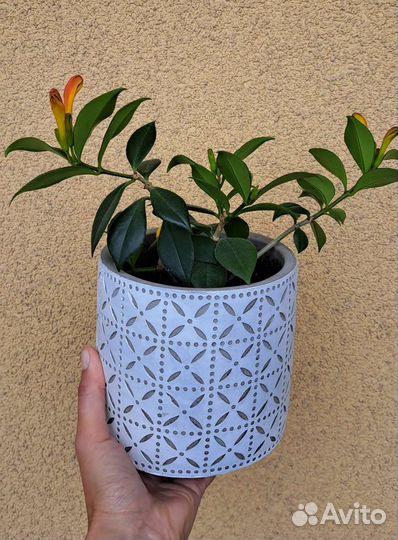 Эсхинантус жар птица