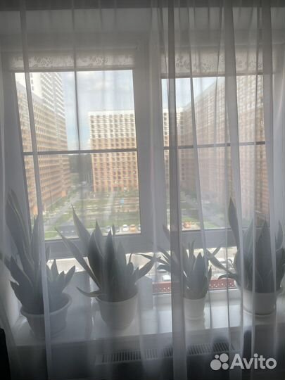 Сансевиерия-комнатное растение