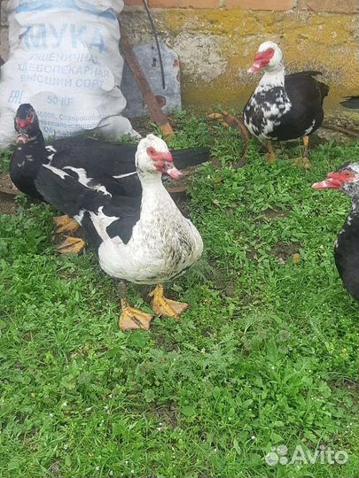 Утки селезень