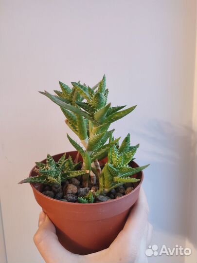 Алоэ ювенильное