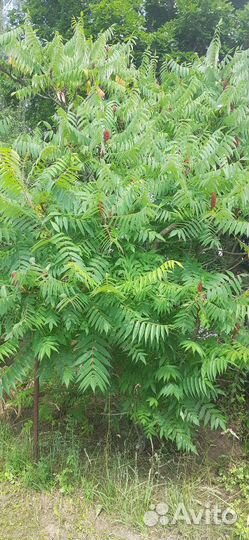 Саженцы сумах оленерогий