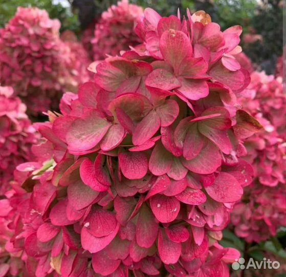 Гортензия Бонфайр (кровавая мэри)