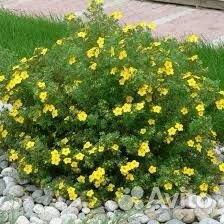 Пузыреплодник, лапчатка