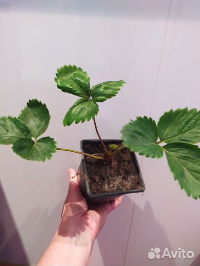 Рассада земляники садовой