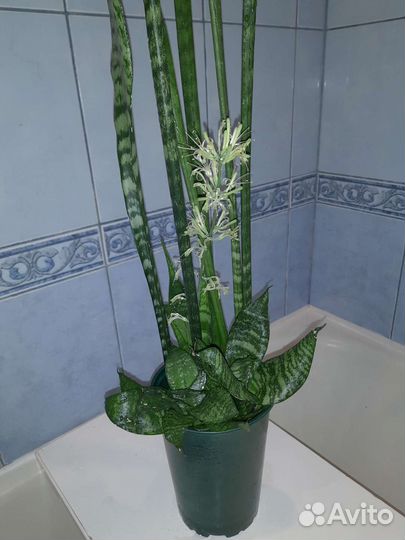 Сансевиерия