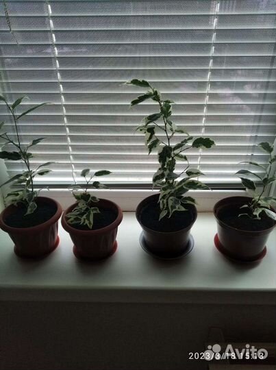 Фикус Бенджамина и фиалки