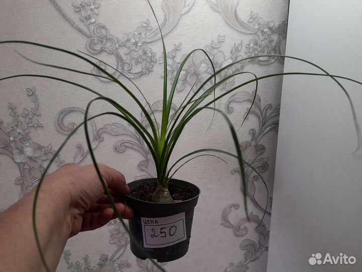 Бокарнея нолина