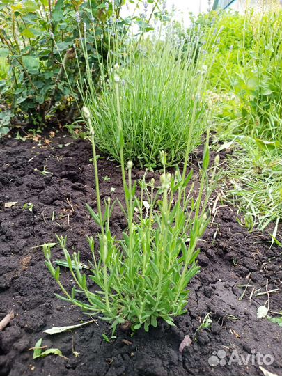 Многолетние садовые цветы