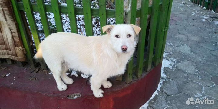 Собачка Боня