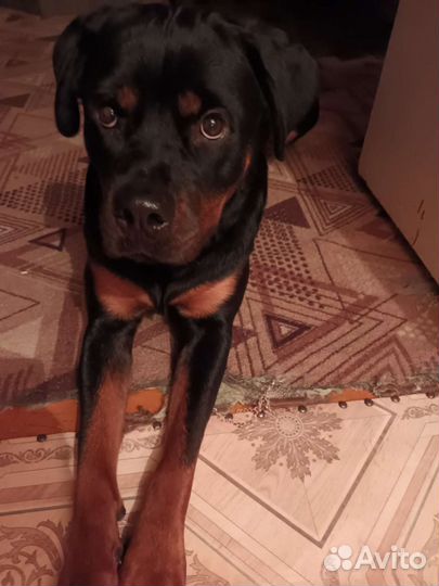 Вязка. Девочка. Ротвейлер