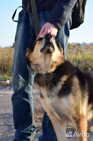 Собака бесплатно