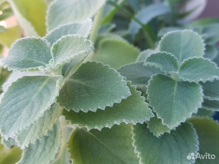 Плектрантус комнатная мята цветы