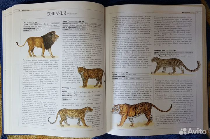 Иллюстрированная энциклопедия животных