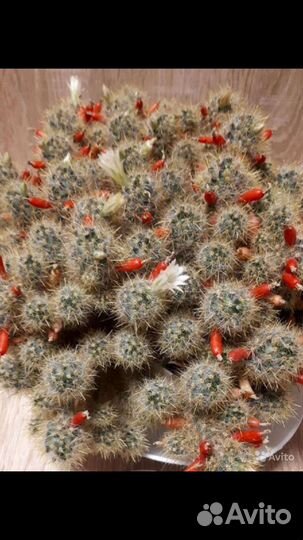 Маммиллярия М.prolifera