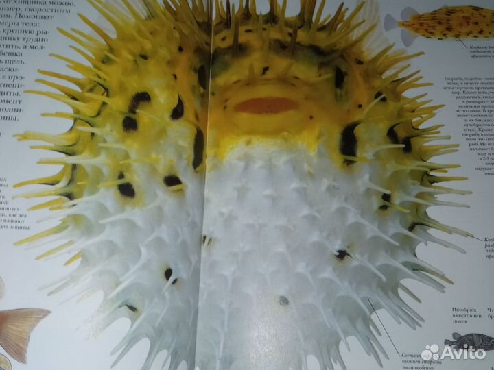 Животный Мир. Серия 