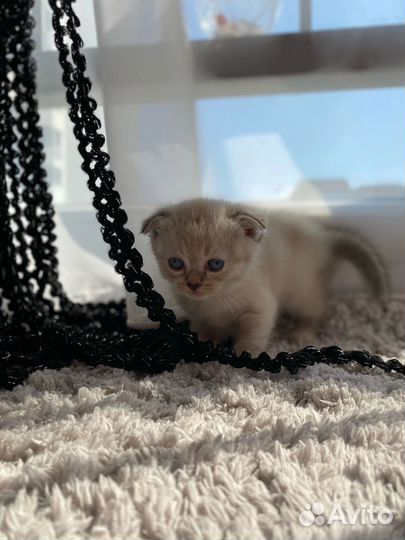 Британские котята