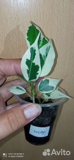 Фикусы разные