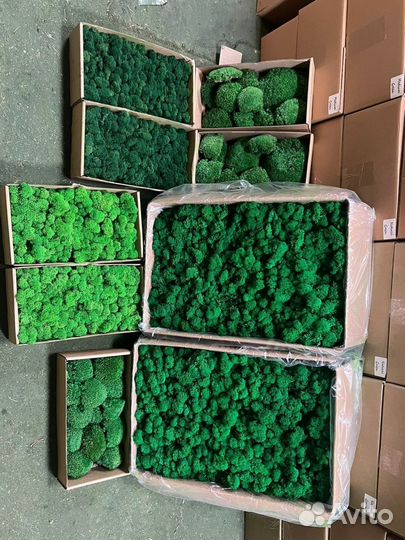 Стабилизированный мох ягель, кочка, пластовой