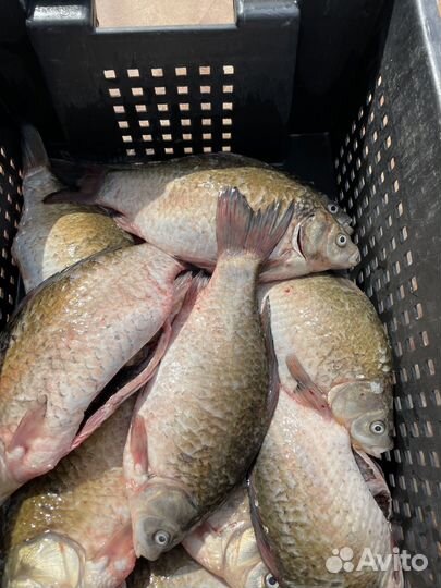 Карась чищенный