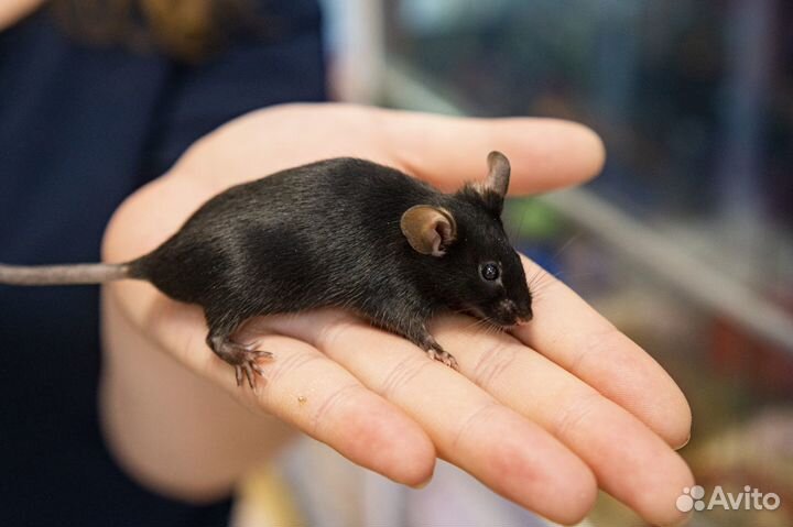 Декоративные мыши