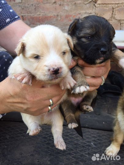 Щенки в добрые руки