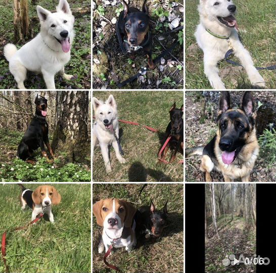 Передержка собак Зоогостиница,дрессировка