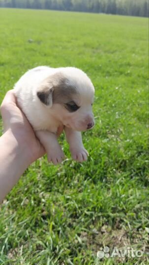 Щенки