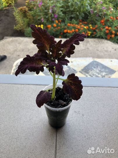 Колеусы сортовые