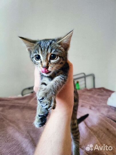 Котята в добрые руки бесплатно