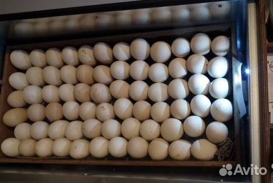 Удобный инкубатор Блиц Байкал до 72 яиц цифровой