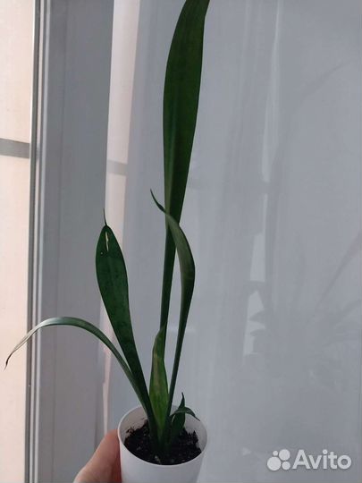 Сансевиерия