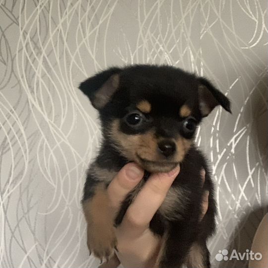 Той-терьер щенки