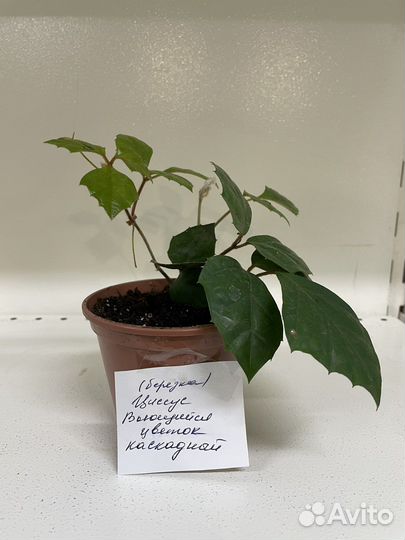 Циссус березка