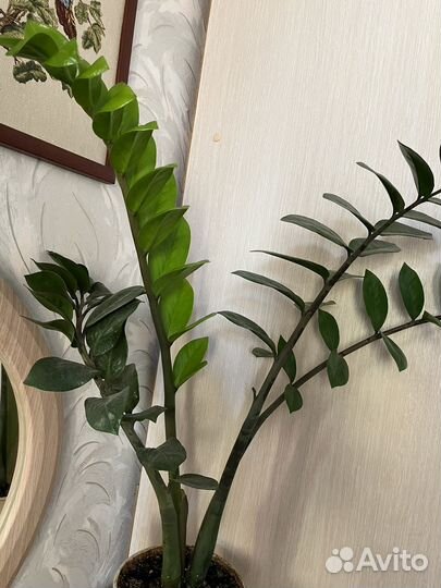 Замиокулькас