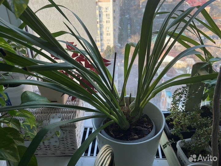 Орхидея цимбидиум