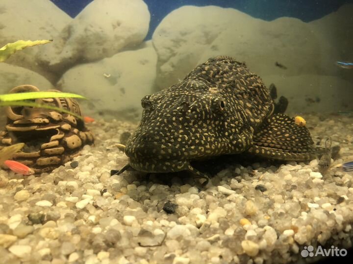 Парчовый сом