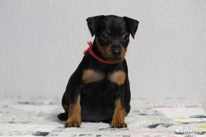 Цвергпинчер