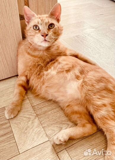 Кот ищет дом