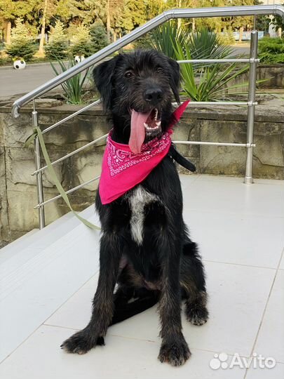 Щенки дратхаара (помесь) 6 мес