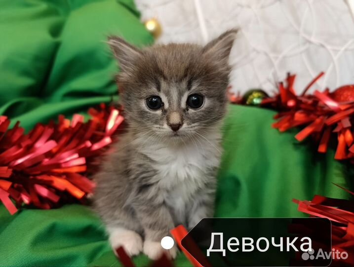 Котята