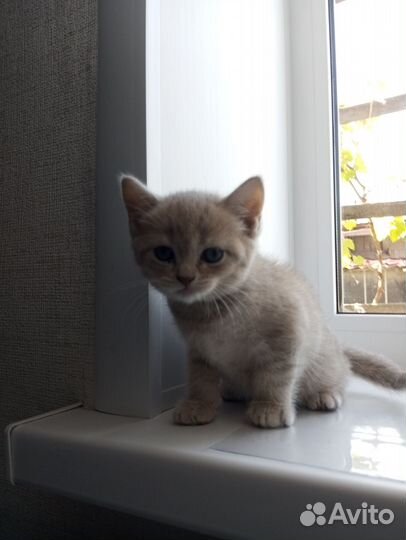 Шотландские котята