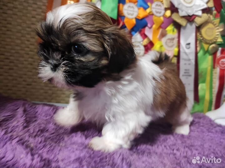 Продается щенок ши-тцу
