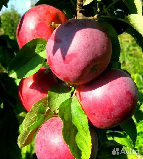 Колонновидная яблоня Московское ожерелье